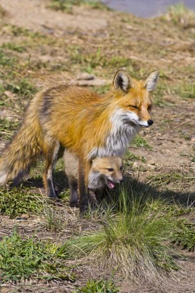 Colorado, Breckenridge Red fox mother with kit